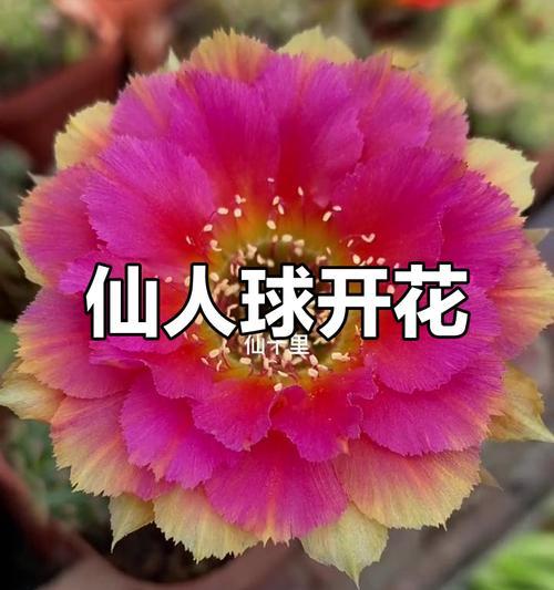 仙人球花的话花语代表什么？