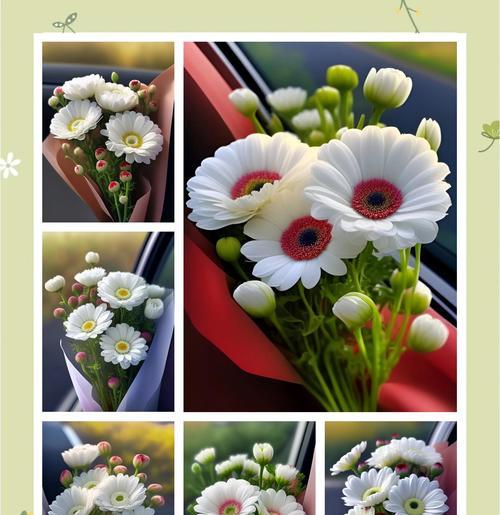 小雏菊的花语颜色是什么？如何表达爱意？