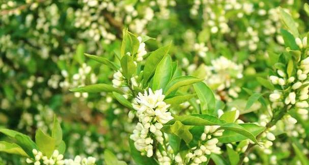 米兰花的花语有哪些？米兰花象征着什么？