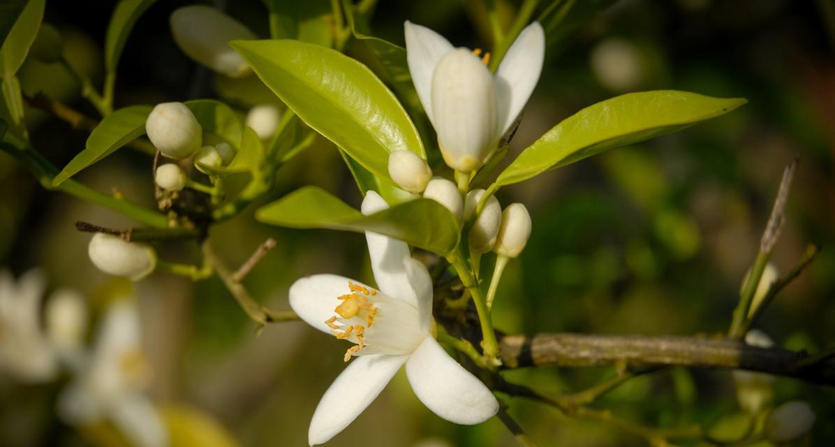 米兰花的花语有哪些？米兰花象征着什么？