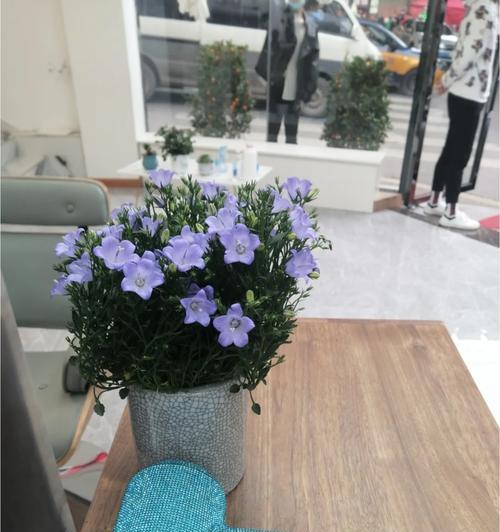膨珊瑚的花语和寓意是什么？它代表了什么？