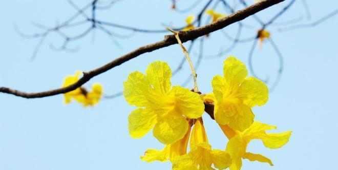 黄钟花的花语含义是什么？它有什么特别的寓意？