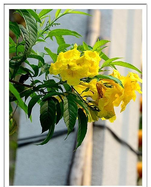 黄钟花的花语含义是什么？它有什么特别的寓意？