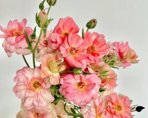 蝴蝶的花语和寓意是什么？蝴蝶代表了什么？