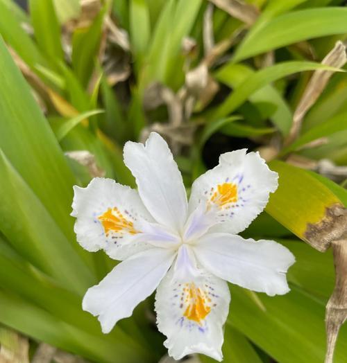 蝴蝶的花语和寓意是什么？蝴蝶代表了什么？