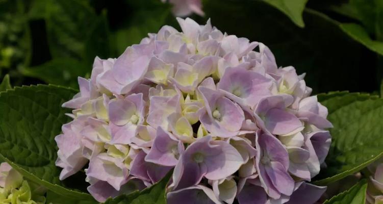 魔幻红宝石的花语是什么？它象征着什么？