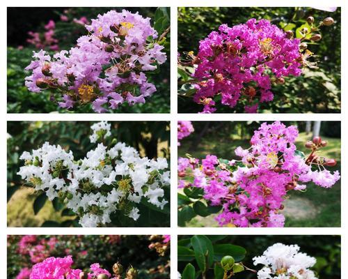 紫薇的花语及传说有哪些？紫薇花语背后的故事是什么？