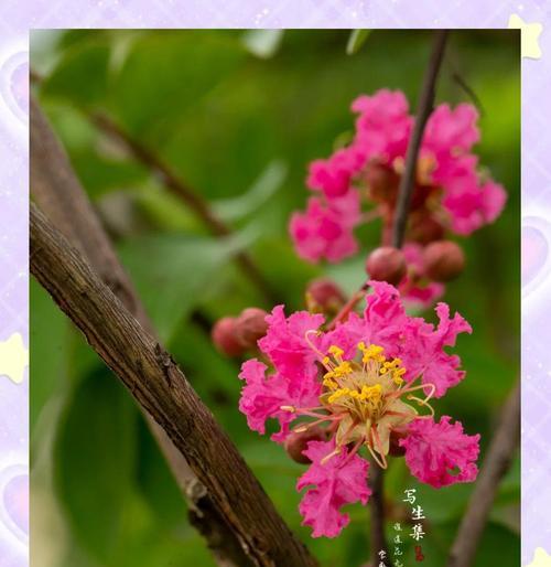 紫薇的花语及传说有哪些？紫薇花语背后的故事是什么？