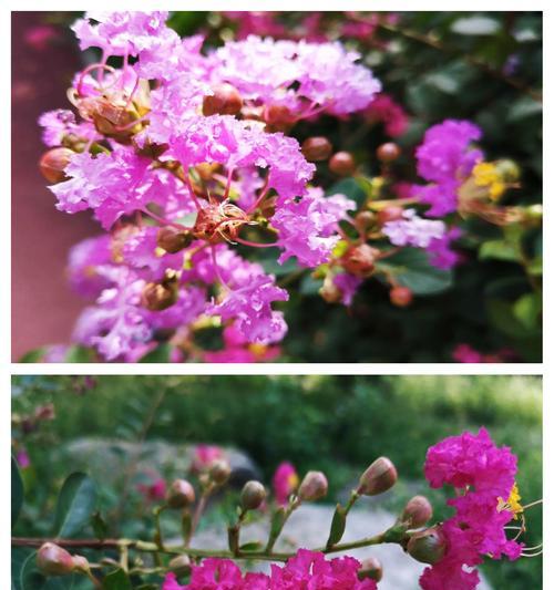 紫薇的花语及传说有哪些？紫薇花语背后的故事是什么？