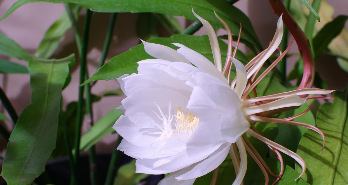 昙花的资料和花语是什么？昙花的含义是什么？