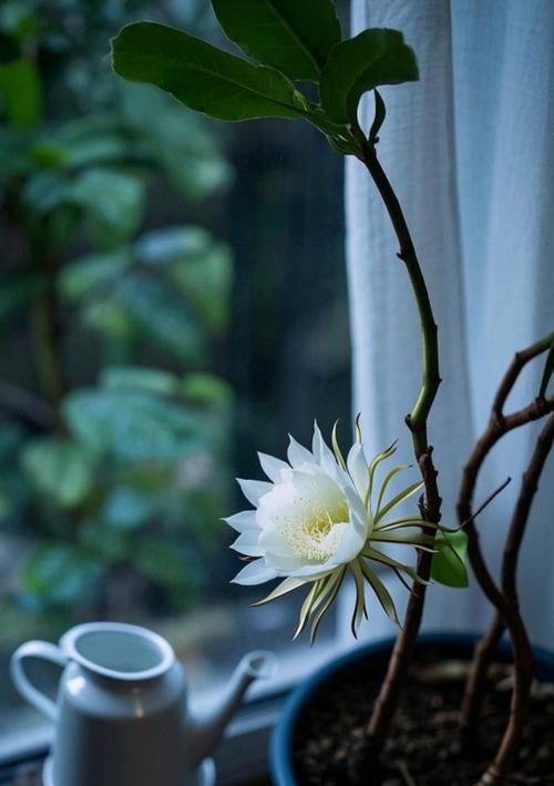 昙花的资料和花语是什么？昙花的含义是什么？
