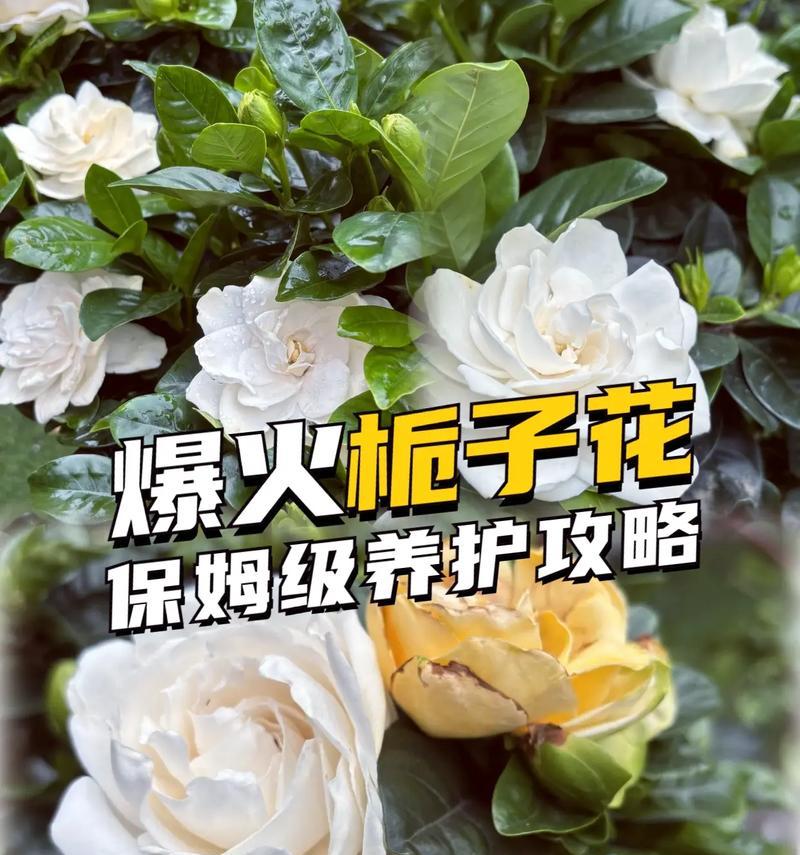 栀子花语代表了什么？栀子花的含义是什么？