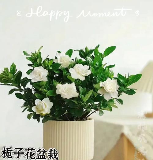 栀子花语代表了什么？栀子花的含义是什么？