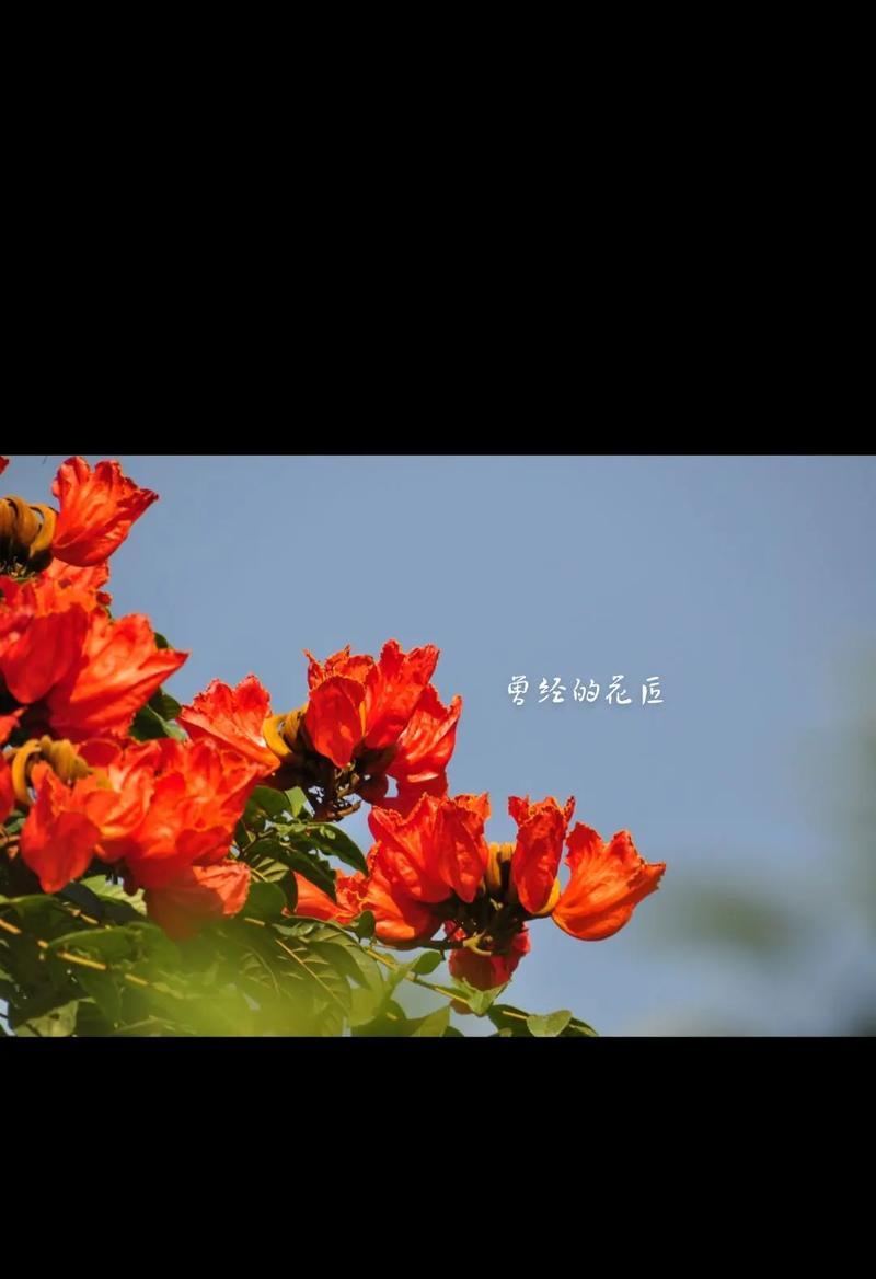 各种树的花语故事有哪些？树的花语背后有什么故事？