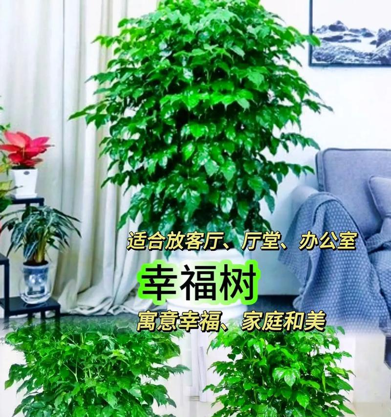 各种树的花语故事有哪些？树的花语背后有什么故事？