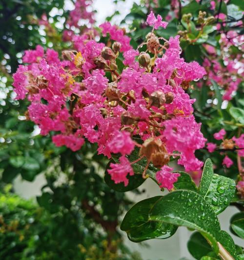 紫薇花花语为什么特别？紫薇花语的由来是什么？