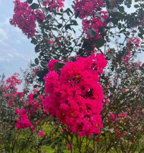 紫薇花花语为什么特别？紫薇花语的由来是什么？