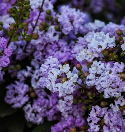 紫薇花花语为什么特别？紫薇花语的由来是什么？