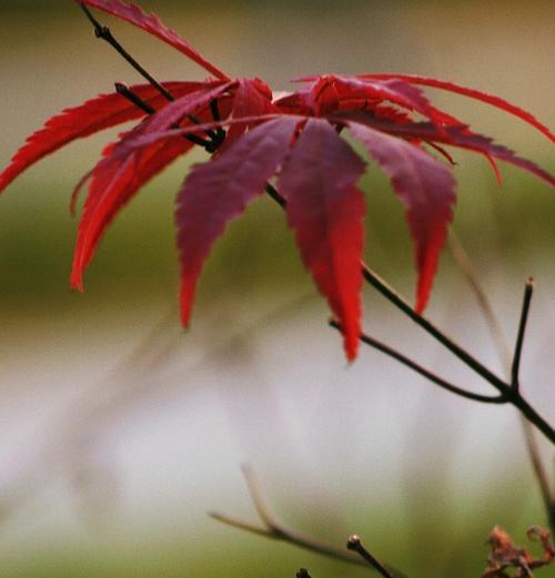 鸡爪槭有没有花语？鸡爪槭的寓意是什么？