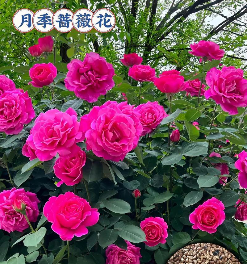 蔷薇花语几月开花？蔷薇花的花语是什么时候表达的？