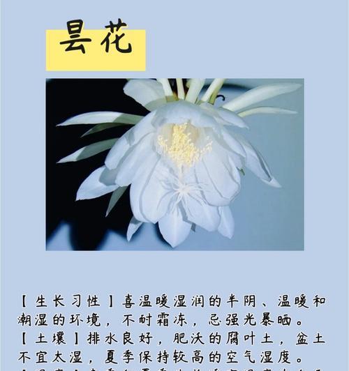 带花的诗句和花语有哪些？诗句中的花语是什么意思？