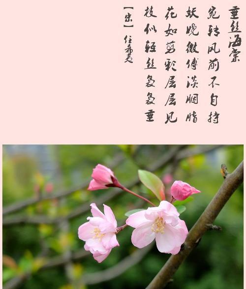 带花的诗句和花语有哪些？诗句中的花语是什么意思？