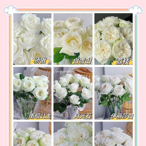 白玫瑰13支花语是什么？13朵白玫瑰代表了什么？