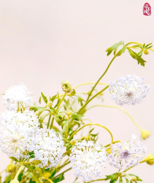 翠珠花的花语大全是什么？如何表达爱意？