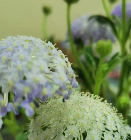 翠珠花的花语大全是什么？如何表达爱意？