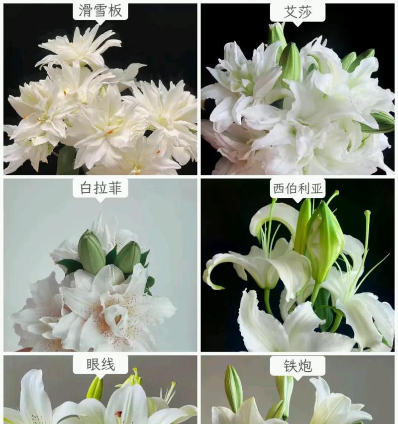 哪种花象征诚实？诚实的花语是什么？