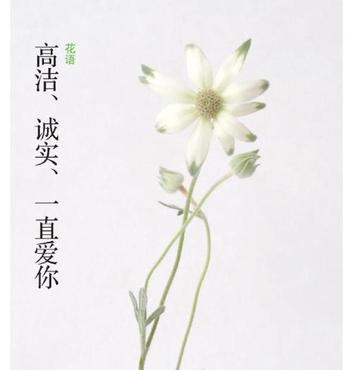哪种花象征诚实？诚实的花语是什么？