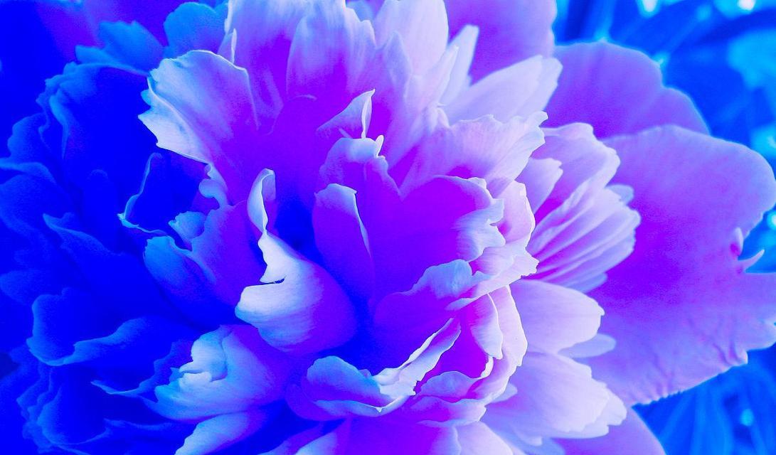 蓝色牡丹花的寓意是什么？蓝色牡丹代表什么？