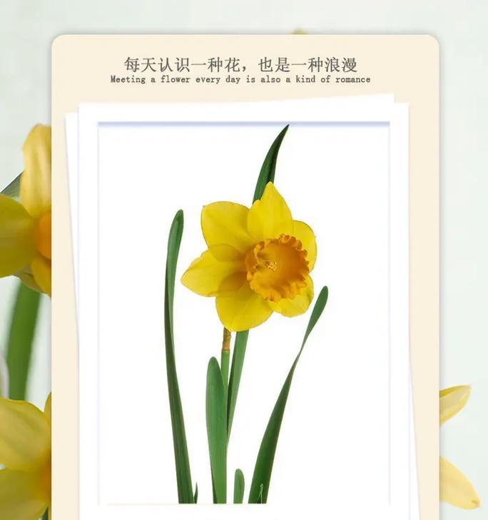 送什么花祝贺老人身体健康？花语中有哪些祝福？