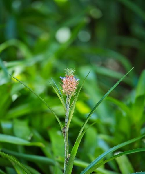 进口小菠萝花的花语有哪些？送小菠萝花有何含义？