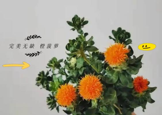进口小菠萝花的花语有哪些？送小菠萝花有何含义？