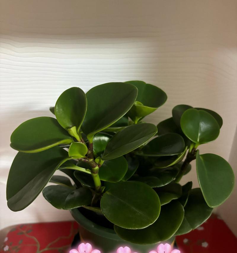 豆瓣绿的花语寓意是什么？送豆瓣绿有何深意？