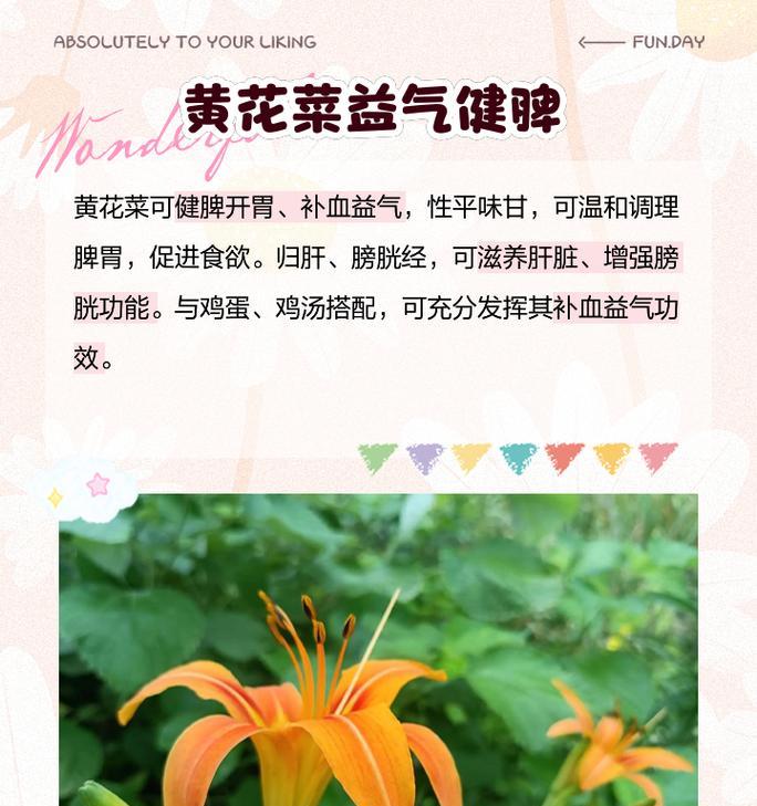 黄花的花语和象征意义是什么？黄花代表什么？