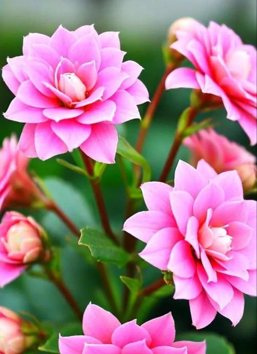 公主花的花语和寓意是什么？公主花象征什么？