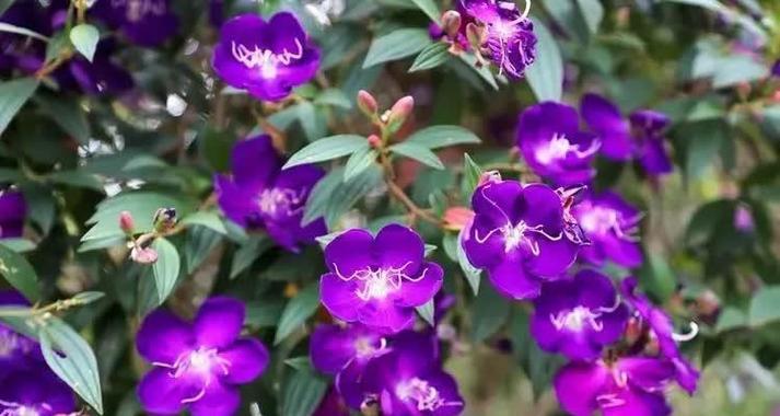 公主花的花语和寓意是什么？公主花象征什么？