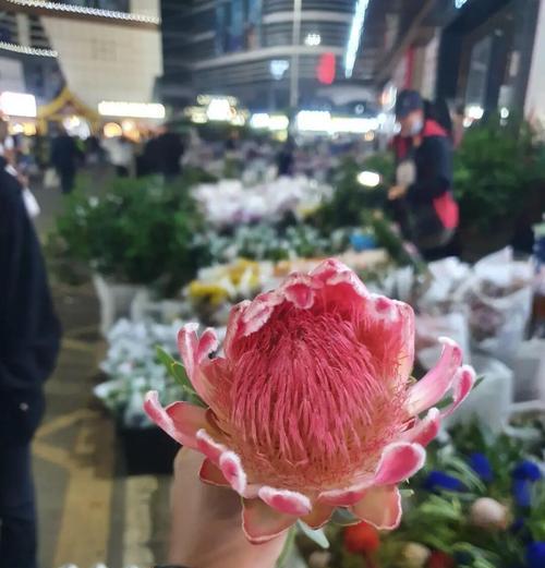 公主花的花语和寓意是什么？公主花象征什么？