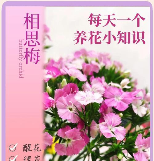 哪些花带有漂亮的花语？如何选择寓意美好的花？