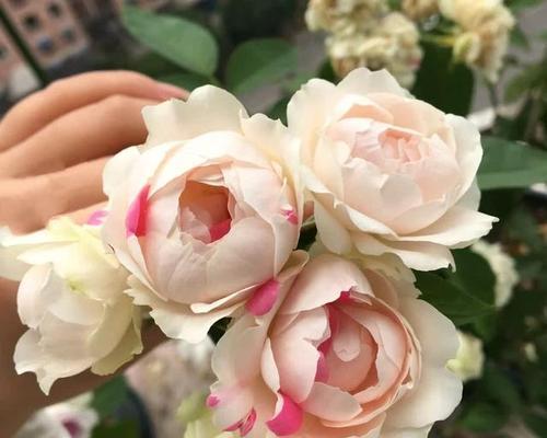 白色多头月季的花语是什么？送多头月季有何含义？