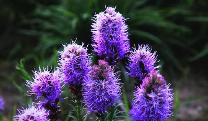 蛇鞭菊的花语和寓意是什么？蛇鞭菊代表什么？
