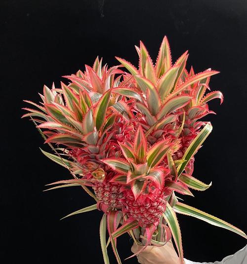 菠萝花的花语和寓意有哪些？菠萝花象征什么？
