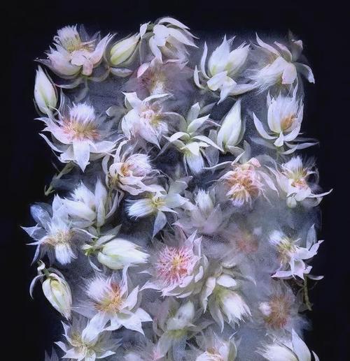 创意冰花的花语是什么？如何制作寓意深刻的冰花？