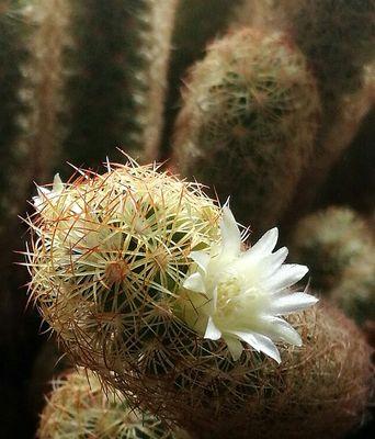 金手指的花语是什么？金手指花代表什么？