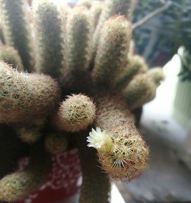 金手指的花语是什么？金手指花代表什么？