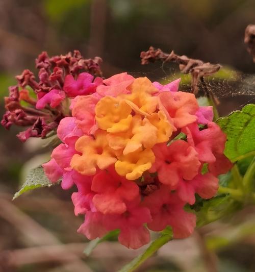 金手指的花语是什么？金手指花代表什么？
