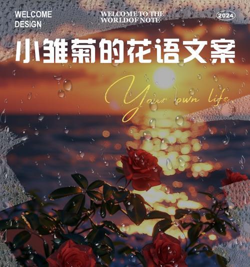 橘色小雏菊代表什么？花语有哪些含义？