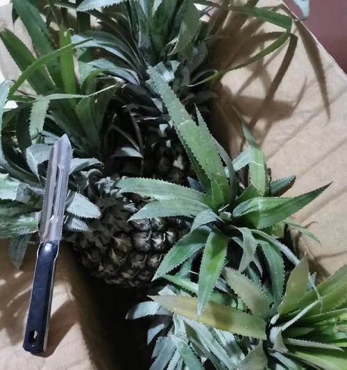 菠萝蜜的花语是什么？寓意有何特别之处？